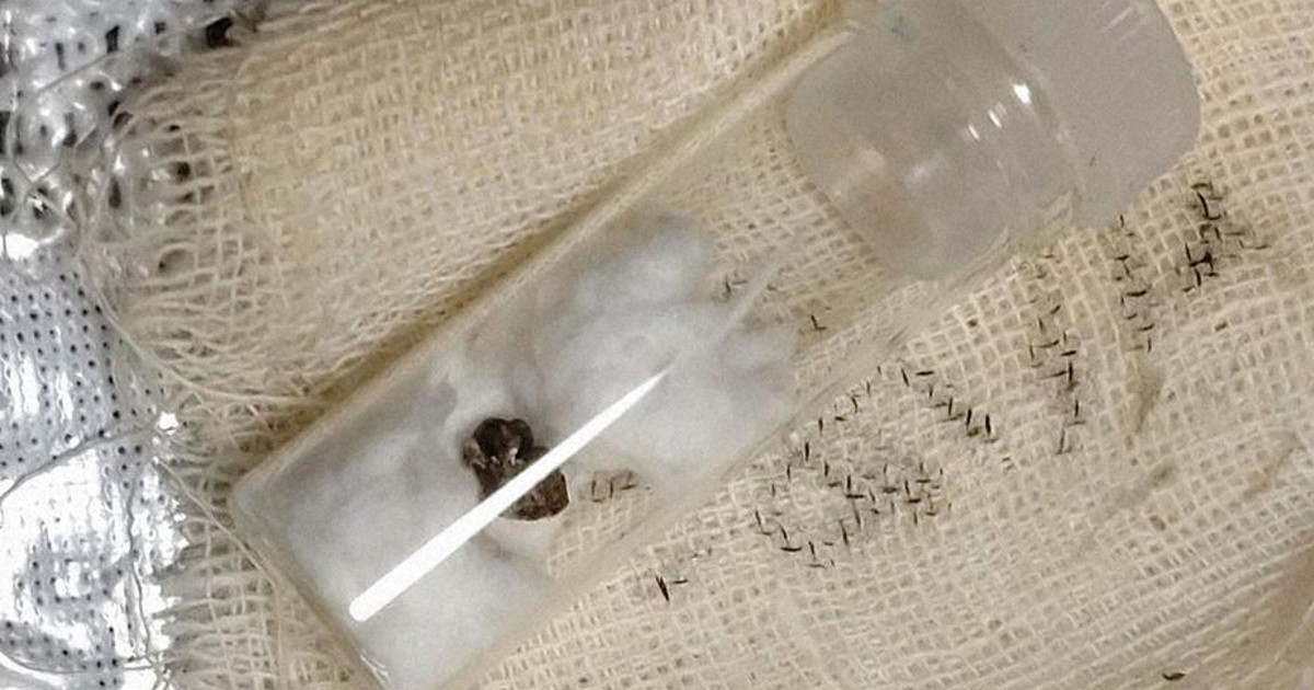 カネミ油症患者の子どもたちの臍帯血から高濃度のダイオキシン類 – 健康な人の平均値を上回る結果に衝撃
