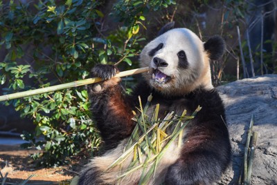 シャオシャオ＝2025年2月25日（東京動物園協会提供）