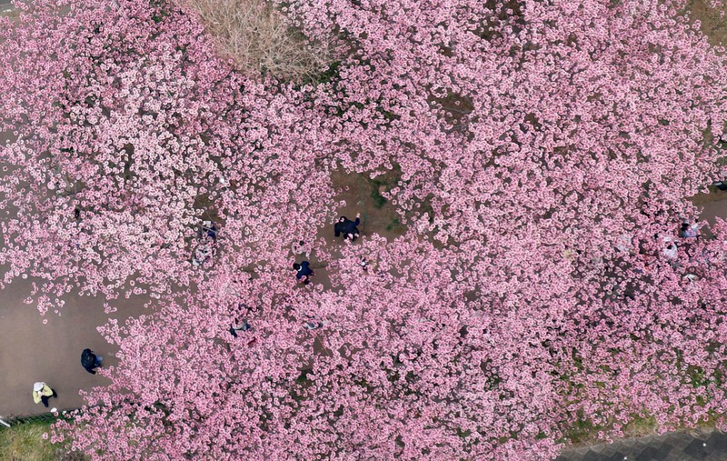 満開間近の河津桜が見ごろ 静岡 [写真特集1/11] | 毎日新聞