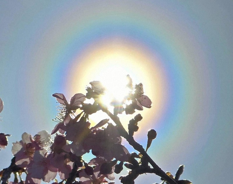太陽の周りに虹色の輪 「魔のサークル」出現 花粉本格飛散の
