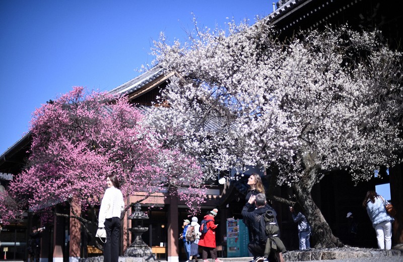 梅の名所、京都・北野天満宮などで梅が見ごろに [写真特集15/26