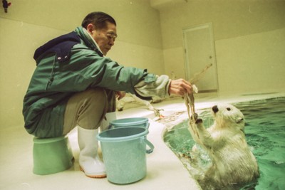 ラッコにエサを与える中村幸昭さん＝鳥羽水族館提供