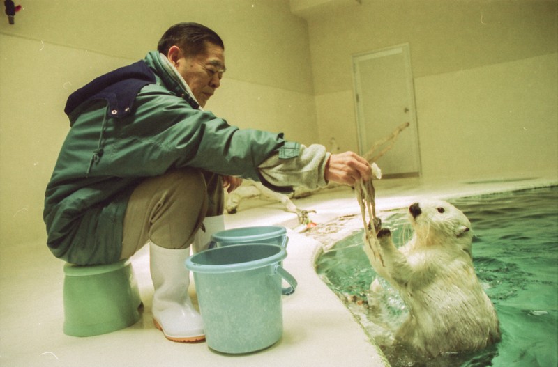 やったらええがな」 鳥羽水族館に根付く“ラッコ館長”の志 | 毎日新聞