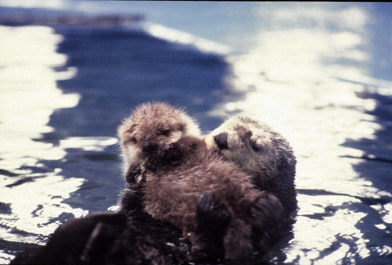 ラッコ館長の「夢とロマン」：鳥羽水族館70年の軌跡／上 写真見て