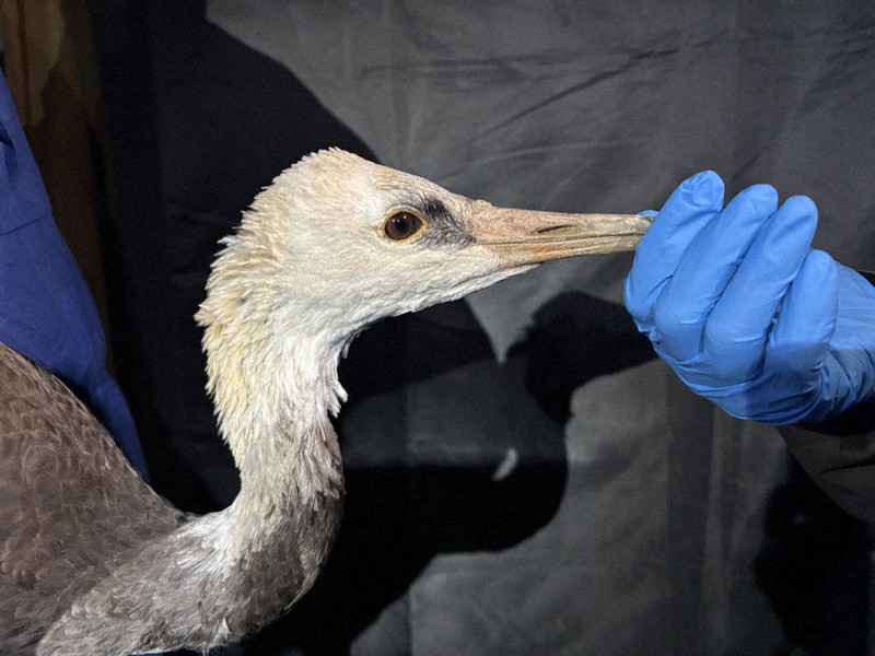 久尻鶴首花生 黒薩摩鶴首花瓶[クロサツマツルクビカビン]｜沈壽官窯（ちんじゅかんが