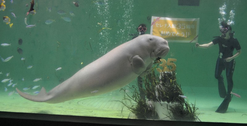 鳥羽水族館の「ラッコ館長」 情熱注いだ「幻の人魚」の飼育 | 毎日新聞
