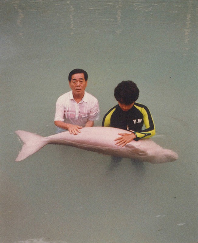 ラッコ館長の「夢とロマン」：鳥羽水族館70年の軌跡／中 希少な生き物