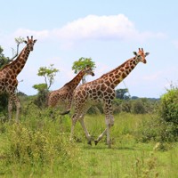キリンなど多くの野生動物が生息するマーチソン・フォールズ国立公園＝ウガンダで2024年10月29日、滝川大貴撮影