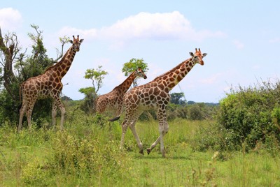 キリンなど多くの野生動物が生息するマーチソン・フォールズ国立公園＝ウガンダで2024年10月29日、滝川大貴撮影