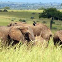 マーチソン・フォールズ国立公園に生息するゾウ。頭の上で鳥が羽を休めていた＝ウガンダで2024年10月29日、滝川大貴撮影