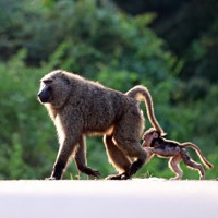 晴天の下、国立公園内を歩くヒヒの親子＝ウガンダで2024年10月29日、滝川大貴撮影