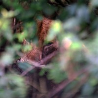 マーチソン・フォールズ国立公園に生息するメスのライオン。日中の暑さをしのぐために茂みの中で息を潜めていた＝ウガンダで2024年10月29日、滝川大貴撮影