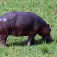 マーチソン・フォールズ国立公園に生息するカバ＝ウガンダで2024年10月29日、滝川大貴撮影