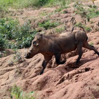 マーチソン・フォールズ国立公園に生息するWarthogと呼ばれるイノシシの仲間＝ウガンダで2024年10月29日、滝川大貴撮影