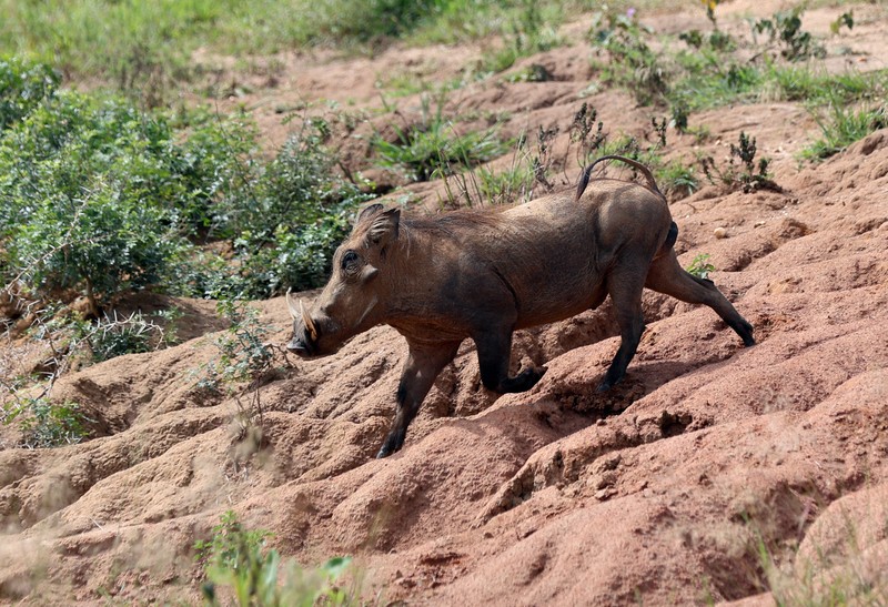 マーチソン・フォールズ国立公園に生息するWarthogと呼ばれるイノシシの仲間＝ウガンダで2024年10月29日、滝川大貴撮影