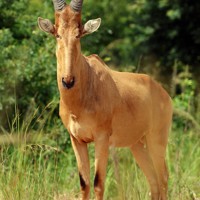 マーチソン・フォールズ国立公園に生息するジャクソンズ・ハートビーストと呼ばれる生き物＝ウガンダで2024年10月29日、滝川大貴撮影
