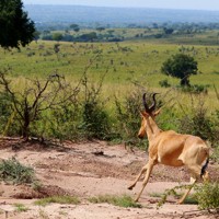 マーチソン・フォールズ国立公園に生息するインパラ＝ウガンダで2024年10月29日、滝川大貴撮影