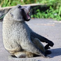 マーチソン・フォールズ国立公園に生息するヒヒの親子＝ウガンダで2024年10月29日、滝川大貴撮影
