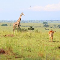 マーチソン・フォールズ国立公園に生息するキリンの群れ＝ウガンダで2024年10月29日、滝川大貴撮影