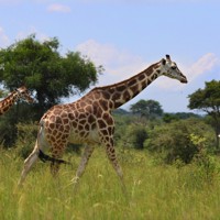 マーチソン・フォールズ国立公園に生息するキリンの群れ＝ウガンダで2024年10月29日、滝川大貴撮影