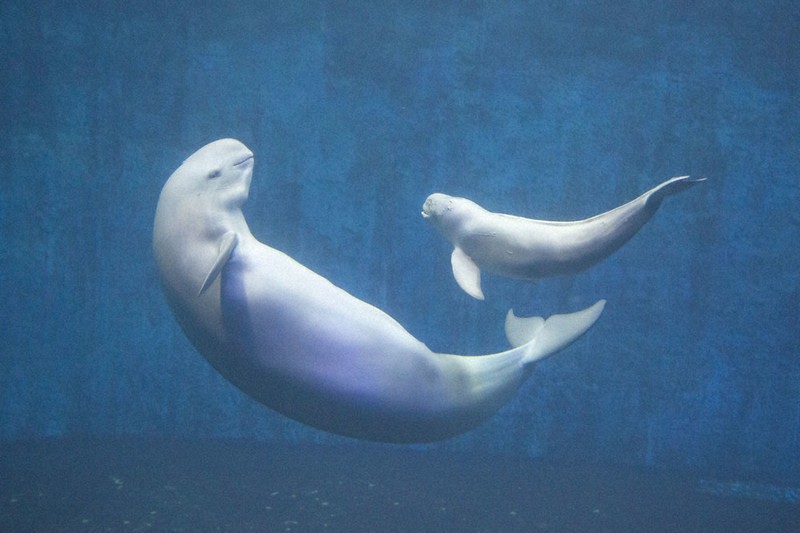 ラッコ館長の「夢とロマン」：鳥羽水族館70年の軌跡／下 時代先取る