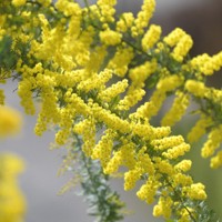 「国際女性デー」シンボルのミモザの花＝北九州市小倉北区で2024年2月28日、上入来尚撮影