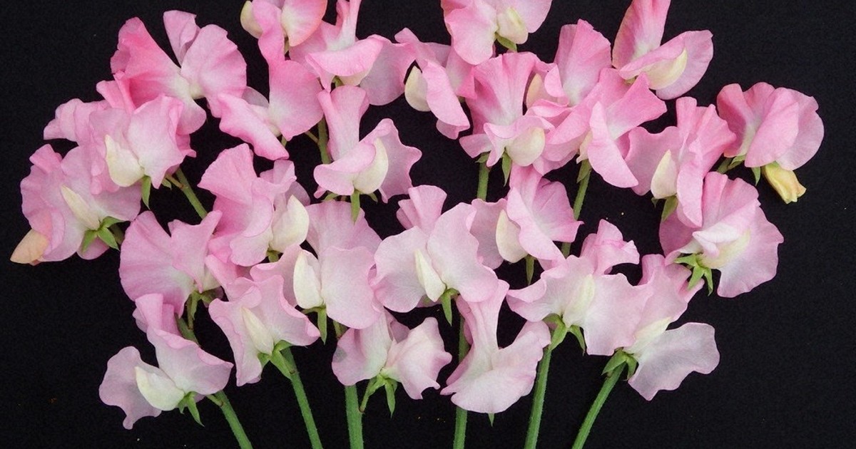 菜の花　新品同様　cygne sweetie 11月27日（水）12時よりWEB SHOPにて、『X-RAY FLOWER』フィギュア3種