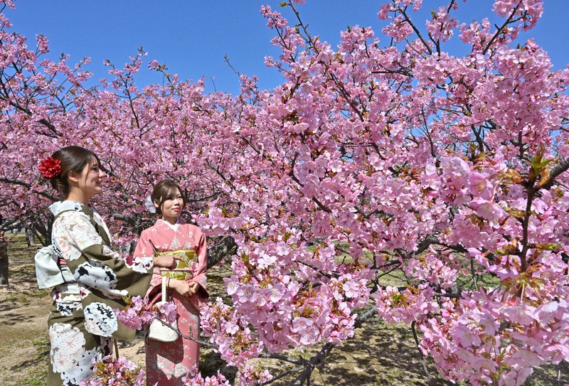 桜 サクラ(桜) 河津桜(カワヅザクラ)地掘大苗 - 果樹苗・大苗・苗木