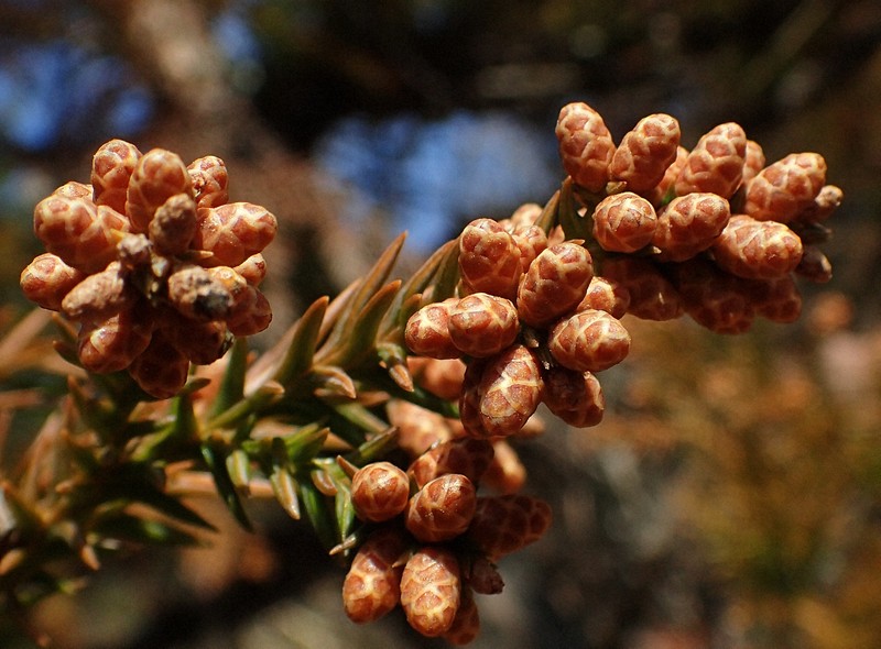 政府の花粉症対策「30年後にスギ人工林半減」 実現への道筋は | 毎日新聞