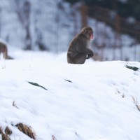 ヒバゴンは今…も熱い 謎の類人猿 中国山地で目撃騒動50年