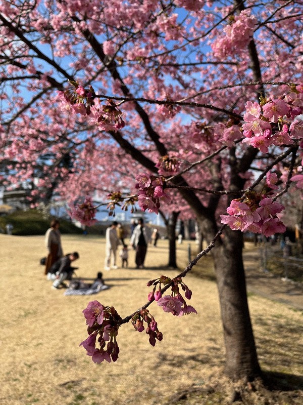 桃色」青空に映え 宇都宮・河津桜見ごろ ／栃木 | 毎日新聞