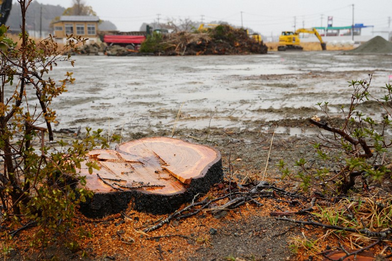思い出の桜、相次いで伐採 住民に周知せず 復興の施設整備で 福島