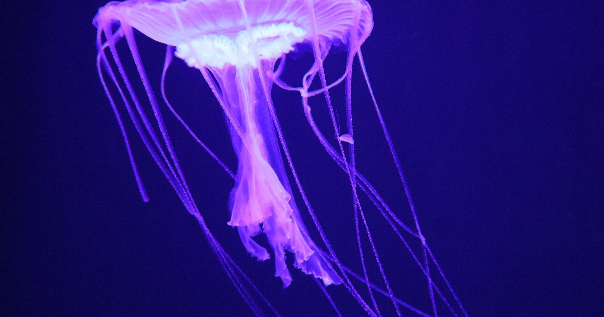 癒やしの「ふわルーム」へようこそ クラゲに餌やりも 沼津の水族館