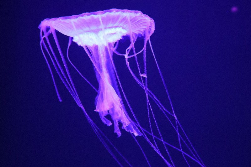 癒やしの「ふわルーム」へようこそ クラゲに餌やりも 沼津の水族館