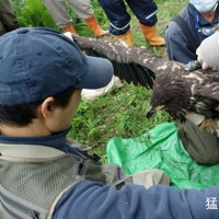 環境省の保護増殖事業の一環として生まれたヒナに発信機を装着する研究者ら。この巣がメガソーラーの事業予定地内にあることが今回、判明した＝釧路市郊外の市街化調整区域で2024年6月、猛禽類医学研究所提供