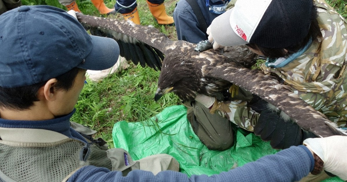 Japan firm falsely claimed no nests of rare eagles at planned solar megaproject site