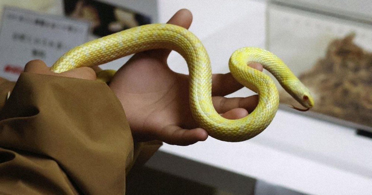 ヘビの奥深い魅力、知って 触れ合い体験、新書出版 情報発信に力 太田