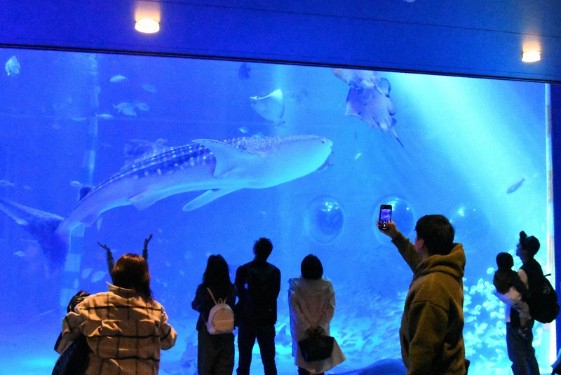 イルカもアシカも祝福 能登地震で被災「のとじま水族館」が完全復活