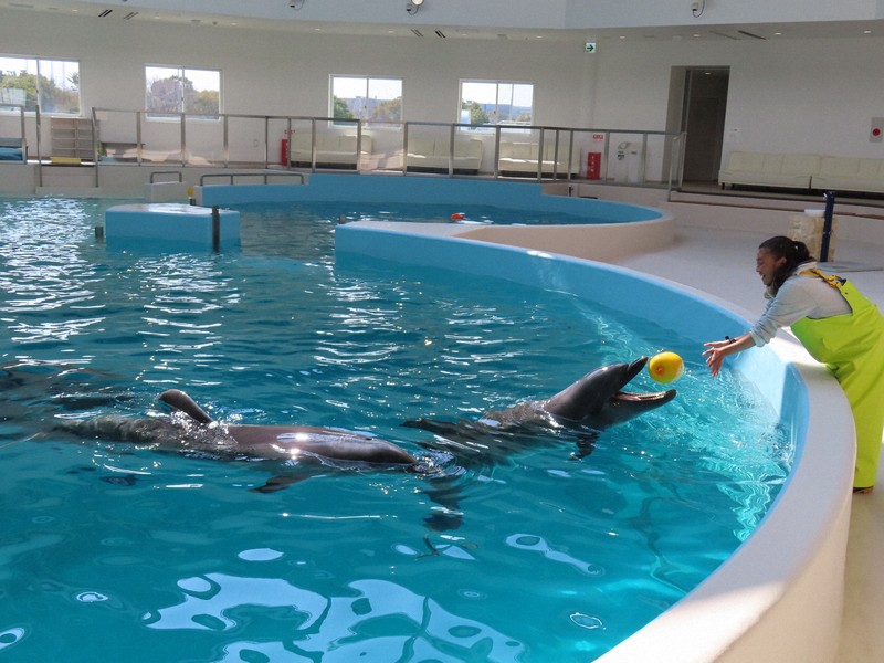 堺旧港に新施設続々 宿泊やイルカ触れ合い 万博への旅客船も | 毎日新聞