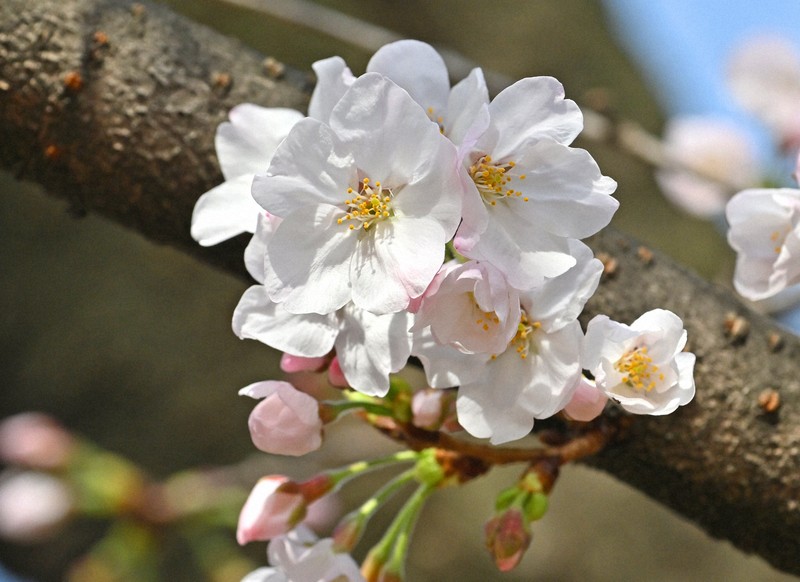 福岡でも桜開花 昨年より2日早く 1週間～10日後に満開見込み | 毎日新聞