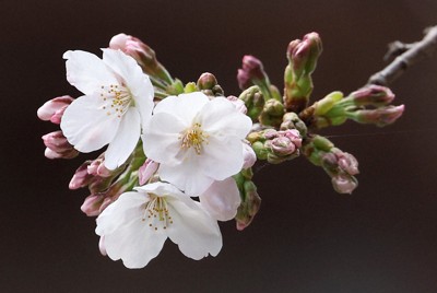 開花した標本木の桜＝東京都千代田区の靖国神社で2025年3月24日午後2時4分、猪飼健史撮影