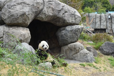 シャオシャオ＝2025年3月24日（東京動物園協会提供）