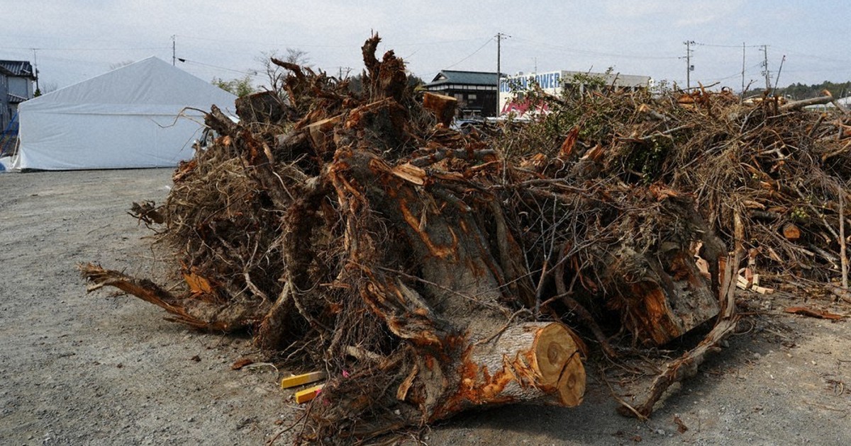 思い出の桜、告知せず伐採 福島・双葉町長「工期や倒木リスクで