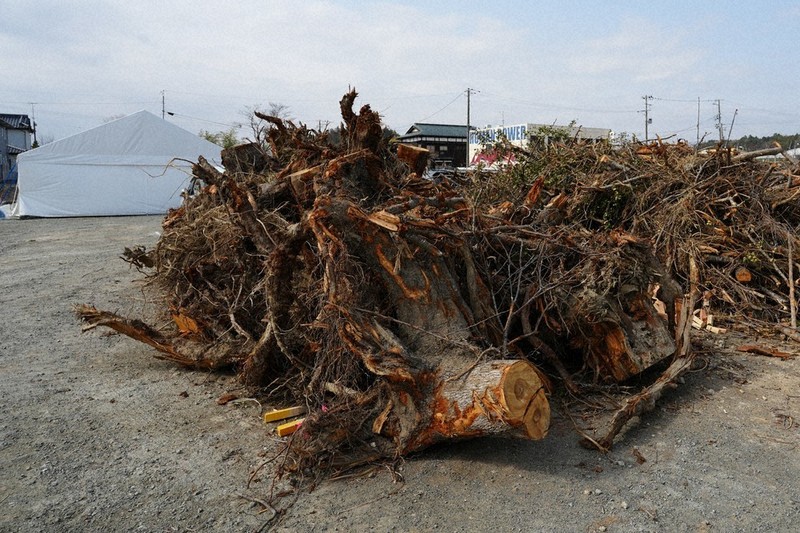 思い出の桜、告知せず伐採 福島・双葉町長「工期や倒木リスクで