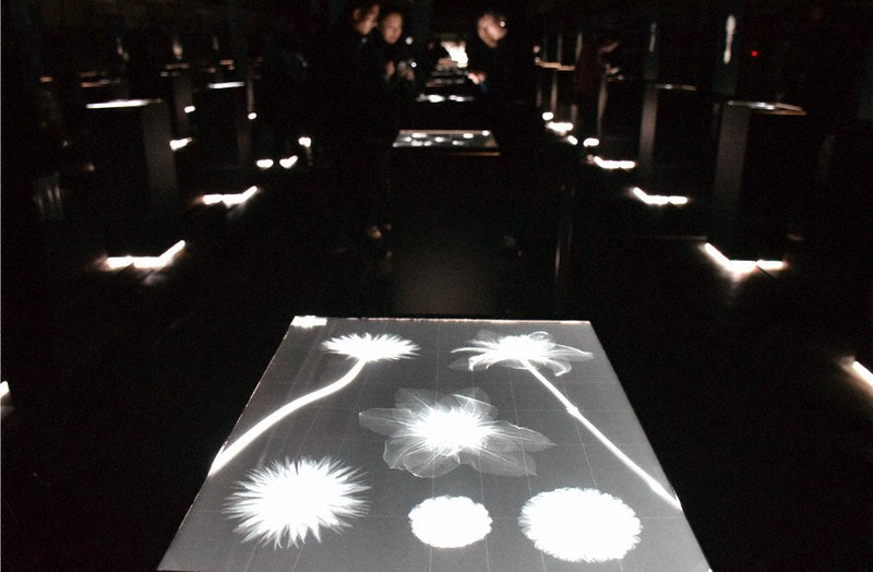 闇にふわり、花の「骨格」 植物をX線で撮影 フラワーアーティスト 東