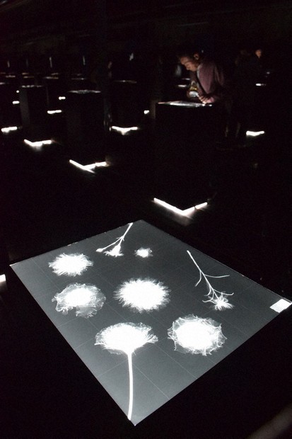 闇にふわり、花の「骨格」 植物をX線で撮影 フラワーアーティスト 東