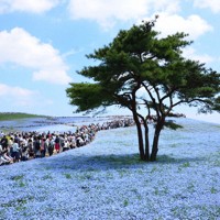 ネモフィラ – 国営ひたち海浜公園