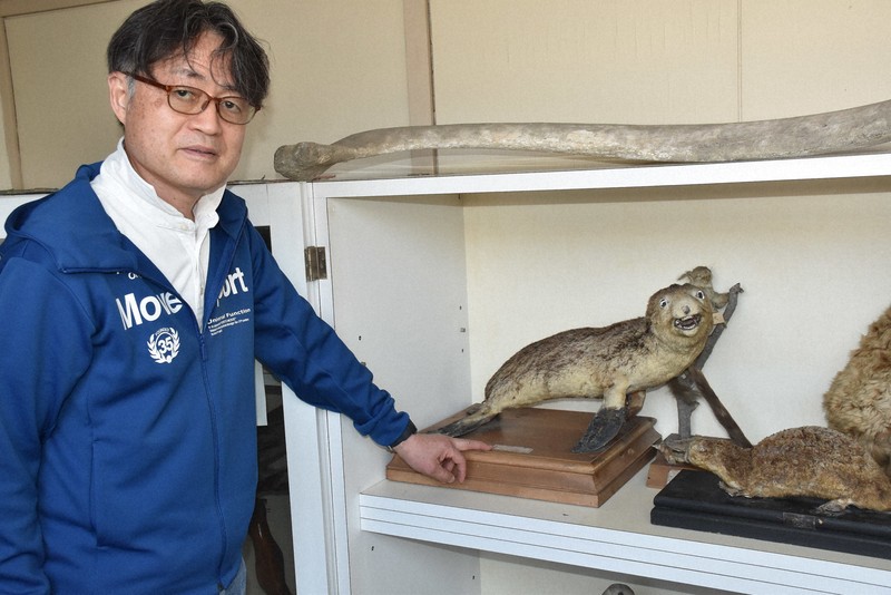 木更津高の「オットセイ」剥製 ほぼ絶滅の「ニホンアシカ」の可能性