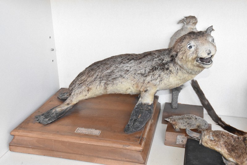 【貴重】カモの剥製　対　入手困難 松本市 山と自然博物館: 鴨のきもち