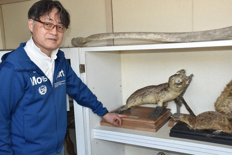 オットセイ」の剥製 実はニホンアシカ！？ ほぼ絶滅の固有種 木更津高